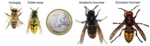 Hoe ziet een aziatische hoornaar eruit? 